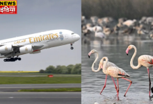 Mumbai Emirates Aircraft: Flock of flamingos collided with Emirates flight near Mumbai airport