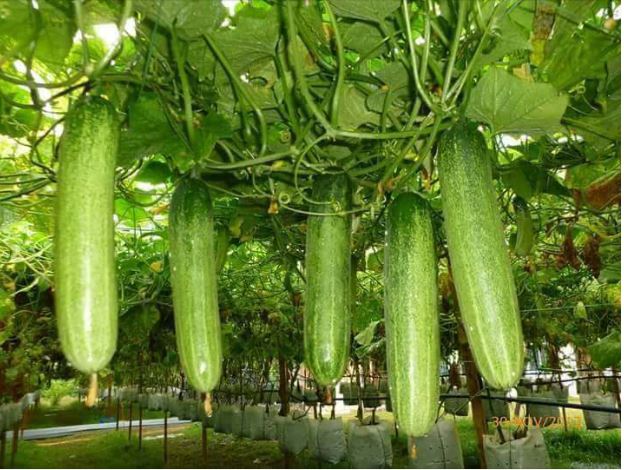 CUCUMBER