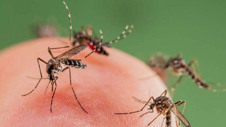 Dengue