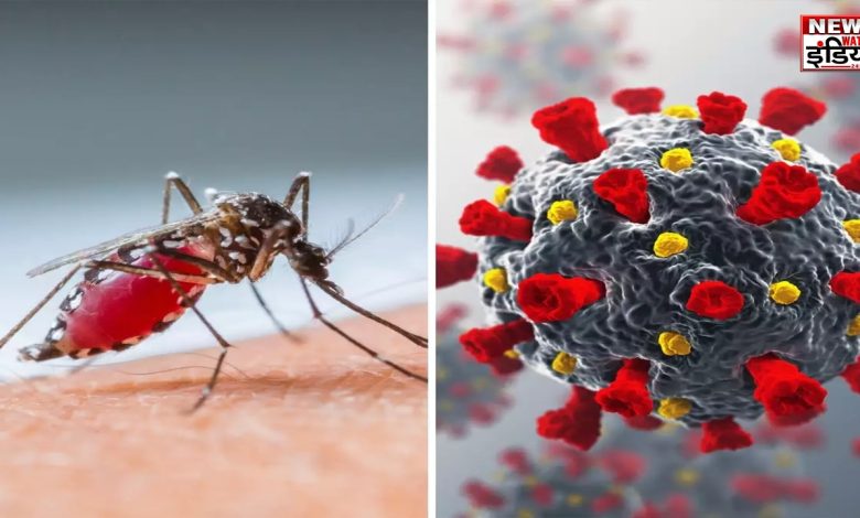 Corona Dengue Virus Updates
