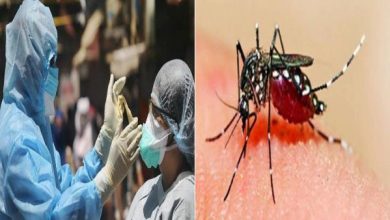 Corona Dengue Virus Update