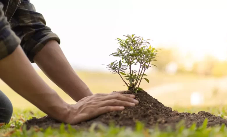 Planting trees according to zodiac sign