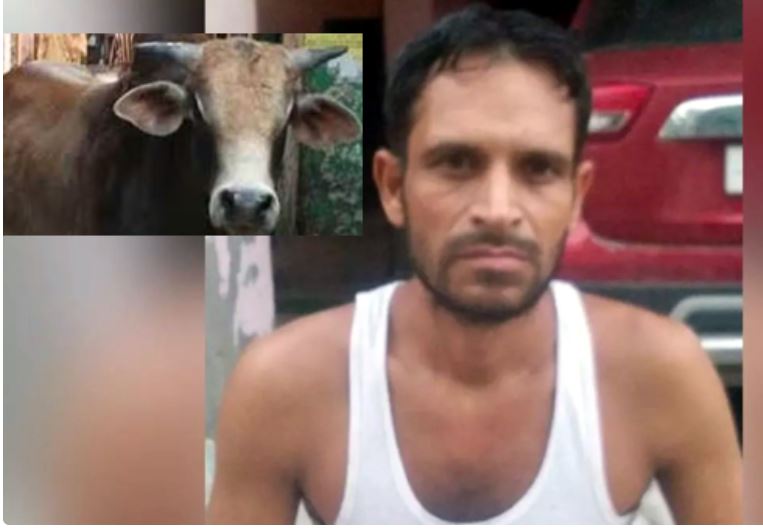 Agra bulls