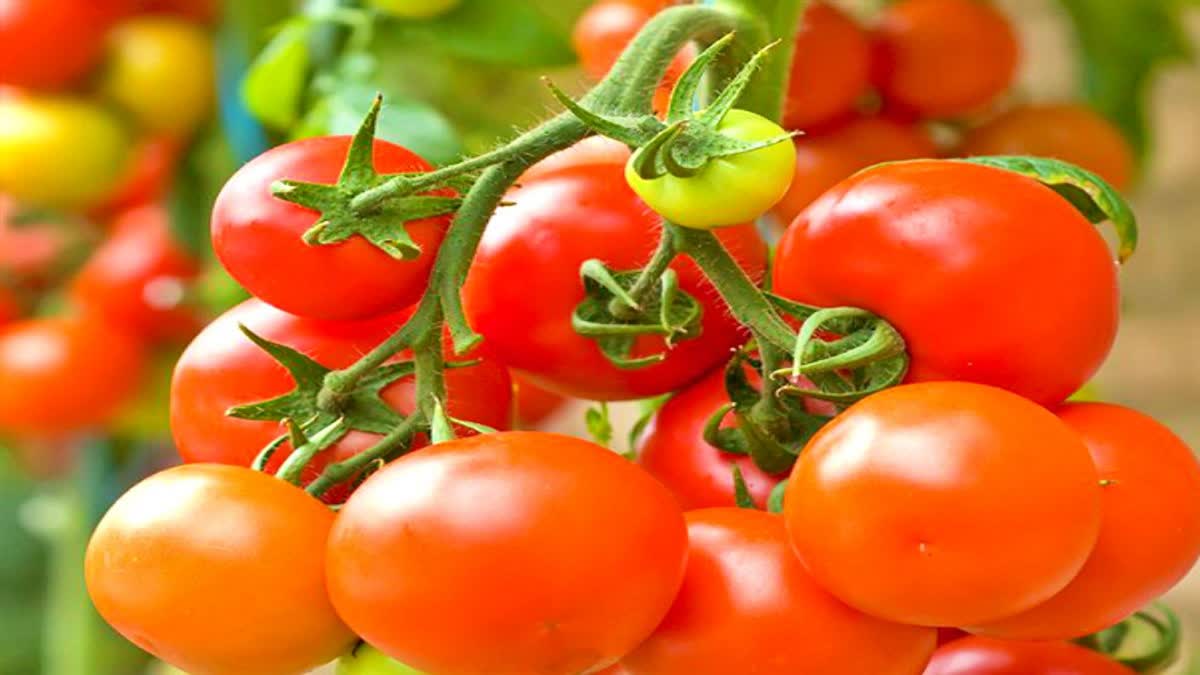 tomato price