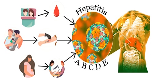 how to spread hepatitis