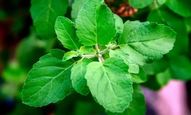 tulsi plant