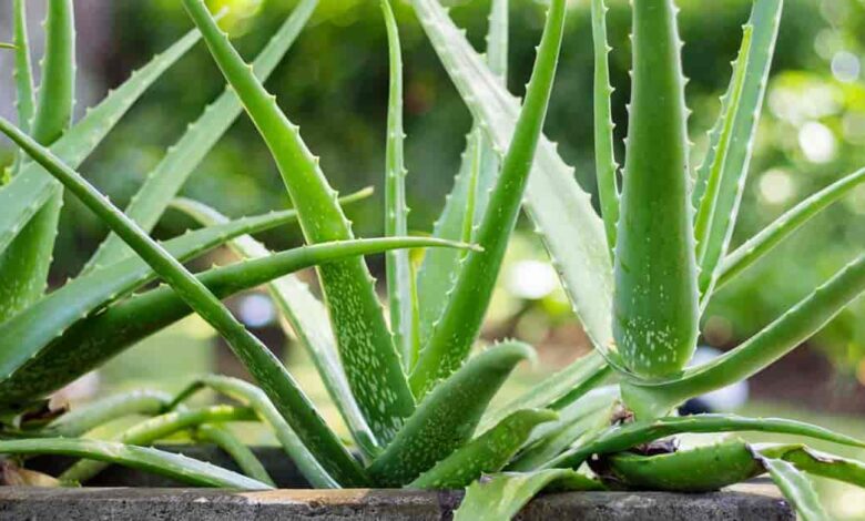 Aloe Vera Plant Vastu Tips