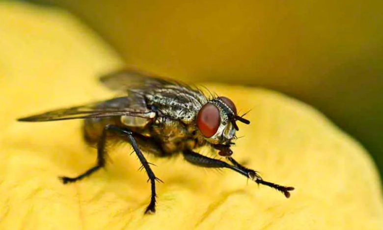 हरदोई में मक्खियों का आतंक