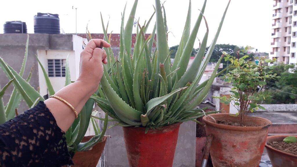 Aloe Vera Plant Vastu Tips in Hindi