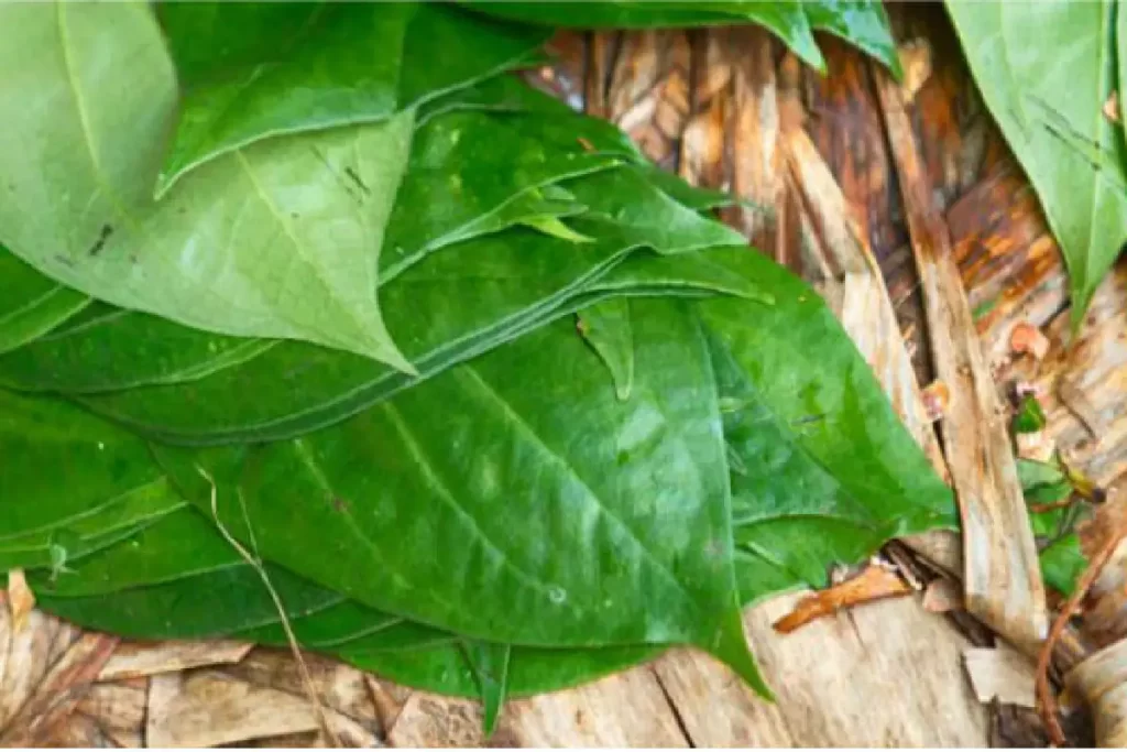 Miraculous remedy of betel leaf,