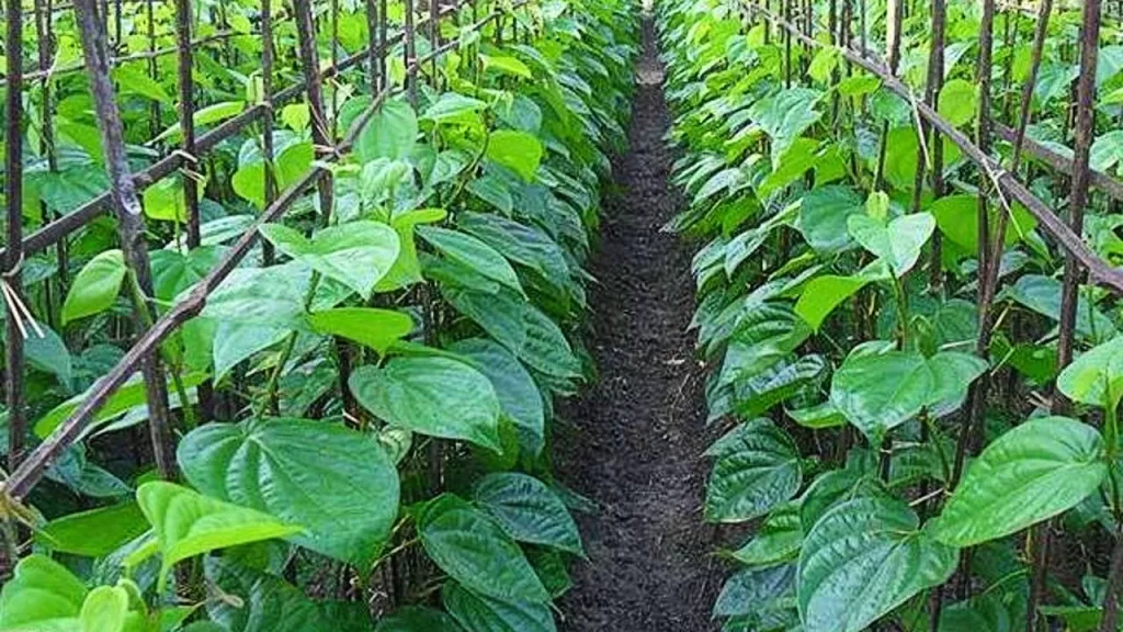 betel cultivation