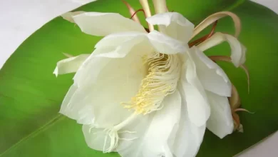 Brahma Kamal Ke Fayde