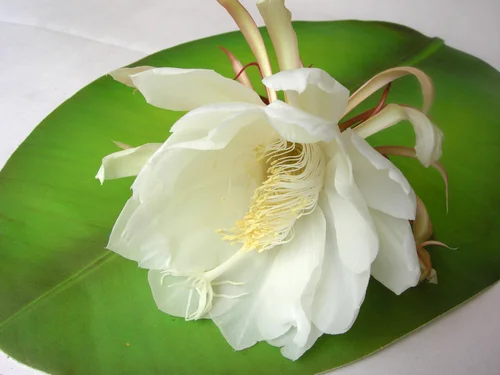 Brahma Kamal Ke Fayde