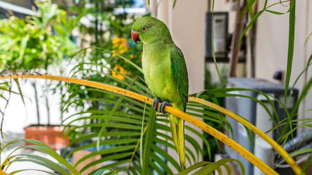 Parrot Benefits