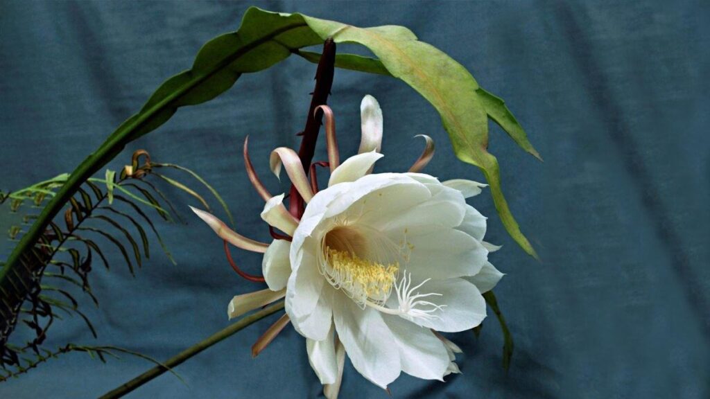 Brahma Kamal Ke Fayde