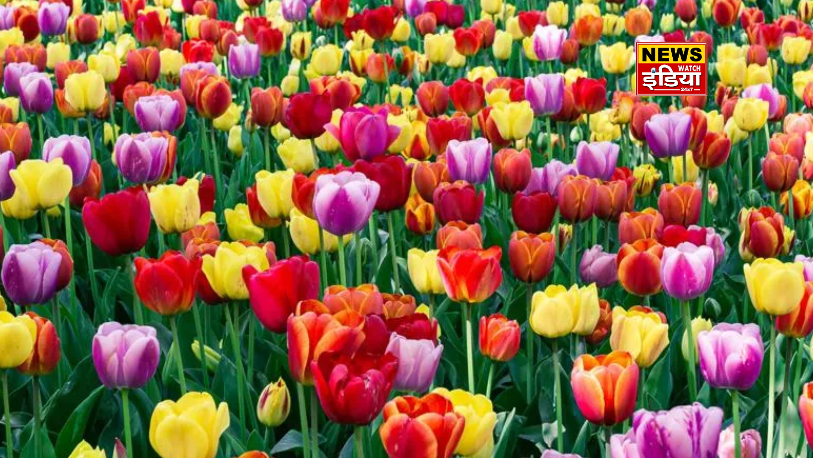 Three lakh tulip flowers will make Delhi beautiful