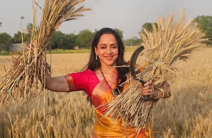 Lok Sabha Election 2024: Hema Malini was seen harvesting wheat in the field during the election campaign.