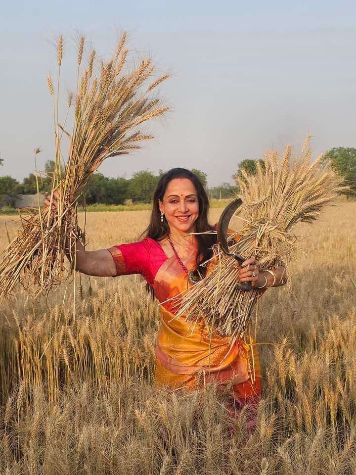Lok Sabha Election 2024: Hema Malini was seen harvesting wheat in the field during the election campaign.