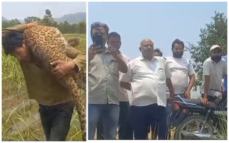 Bijnor UP Latest News: There was panic among the farmers due to the dead body of Guldar lying on the field in Bijnor.