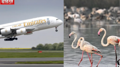 Mumbai Emirates Aircraft: Flock of flamingos collided with Emirates flight near Mumbai airport