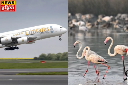 Mumbai Emirates Aircraft: Flock of flamingos collided with Emirates flight near Mumbai airport