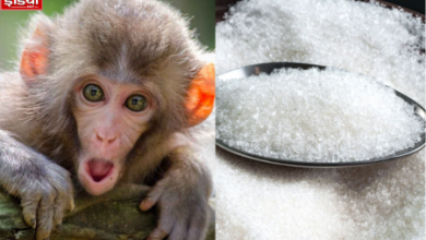 Satha Sugar Mill Aligarh: Monkeys ate 1100 quintals of sugar in a month