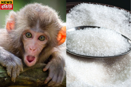 Satha Sugar Mill Aligarh: Monkeys ate 1100 quintals of sugar in a month