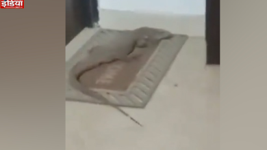 Monitor Lizard Spotted in Lucknow: Panic after monitor lizard entered second floor flat in Lucknow