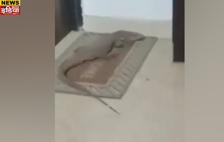 Monitor Lizard Spotted in Lucknow: Panic after monitor lizard entered second floor flat in Lucknow