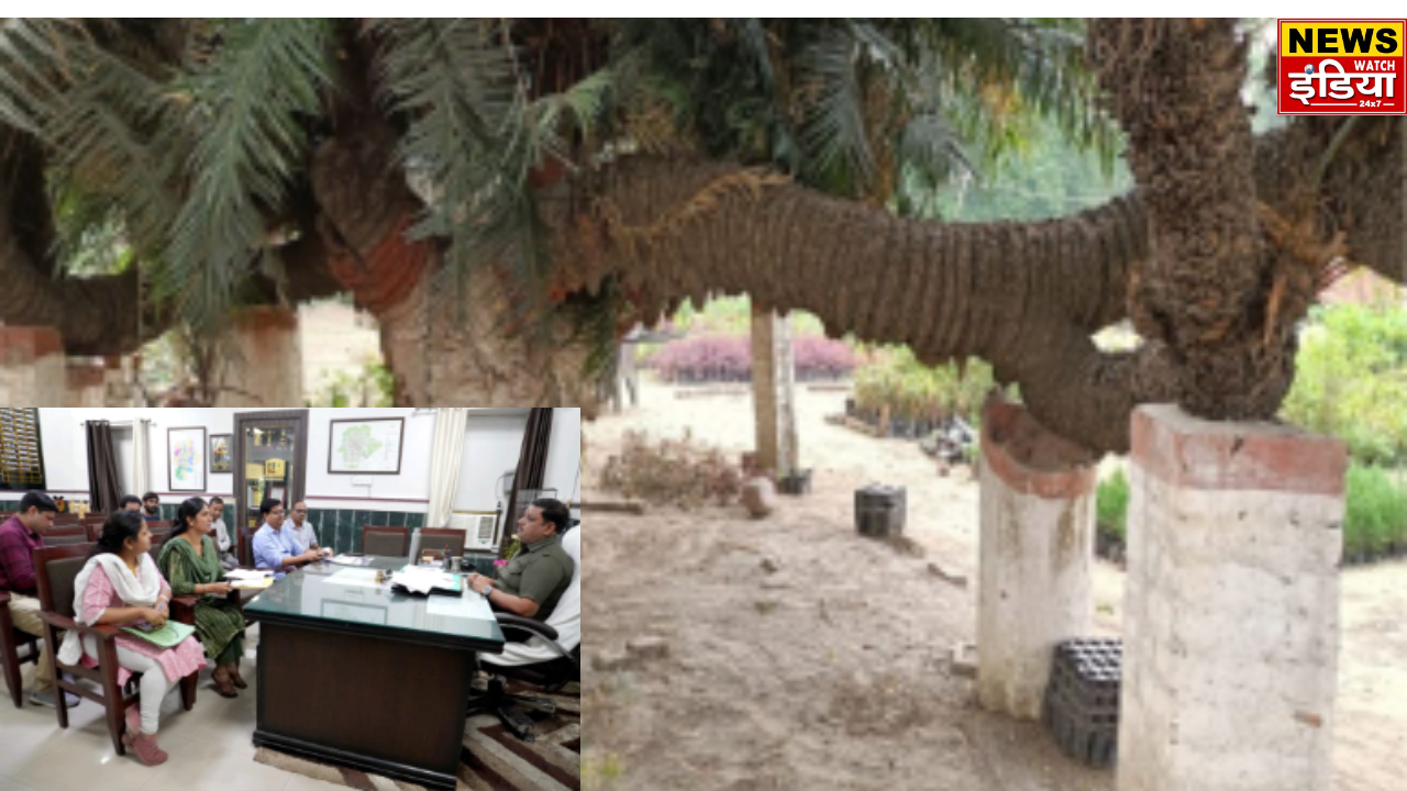 UP Saharanpur News: 300 year old bicycle tree planted in Company Bagh, Saharanpur