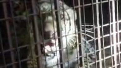 UP Bijnor Latest News: Leopard, which had become a terror for villagers and farmers, was finally captured in a cage