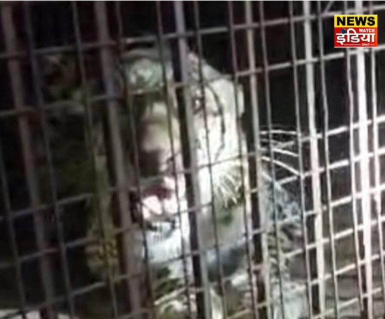 UP Bijnor Latest News: Leopard, which had become a terror for villagers and farmers, was finally captured in a cage