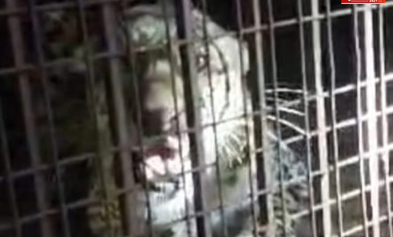 UP Bijnor Latest News: Leopard, which had become a terror for villagers and farmers, was finally captured in a cage