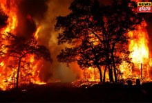 Forest fire went out of control in Almora, 4 forest workers died