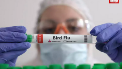 Bird Flu Vaccination: Finland will start bird flu vaccination for humans