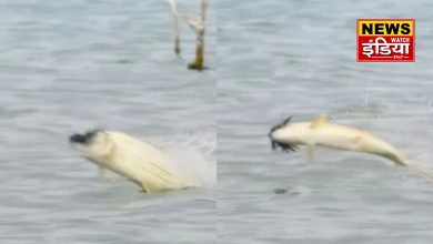 Viral Fish Video: The fish comes out of the water and catches the flying bird, the video went viral!