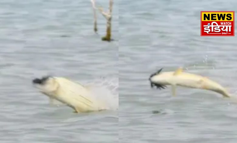 Viral Fish Video: The fish comes out of the water and catches the flying bird, the video went viral!