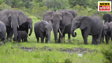 Elephant riot in Bijnor, one person killed