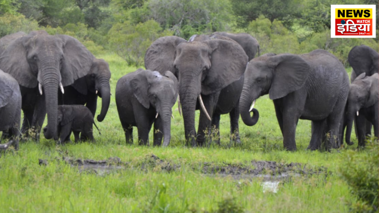 Elephant riot in Bijnor, one person killed