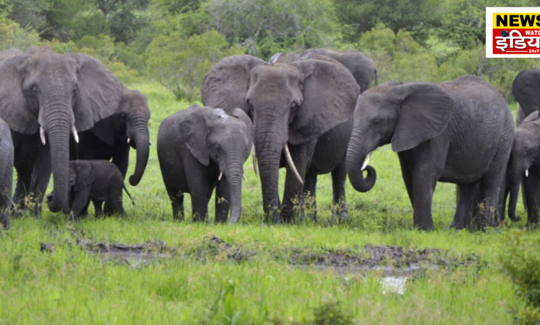 Elephant riot in Bijnor, one person killed