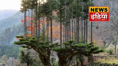 Unique technology to stop cutting of trees in Japan, example of saving environment