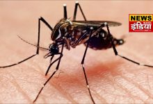Dengue wreaks havoc during rainy season, know its symptoms and prevention measures.