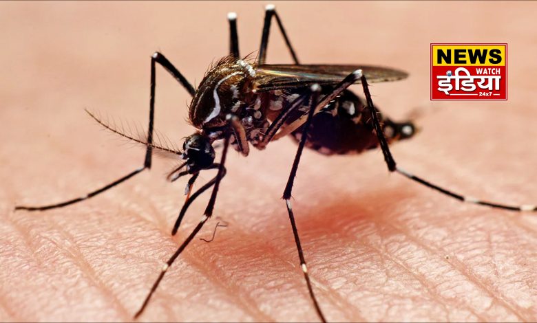 Dengue wreaks havoc during rainy season, know its symptoms and prevention measures.