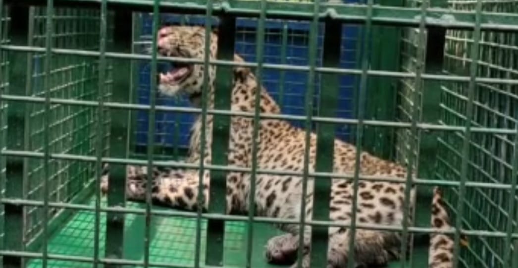 Guldar was caught in the cage of the forest department in Bijnor