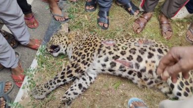 There was a stir after the body of a leopard was found on the road