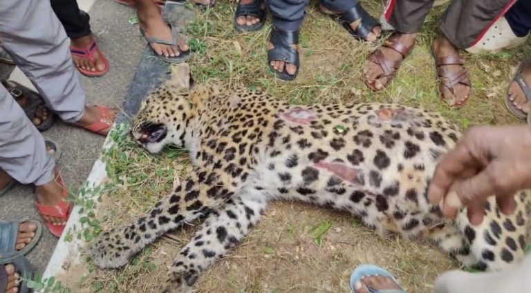 There was a stir after the body of a leopard was found on the road