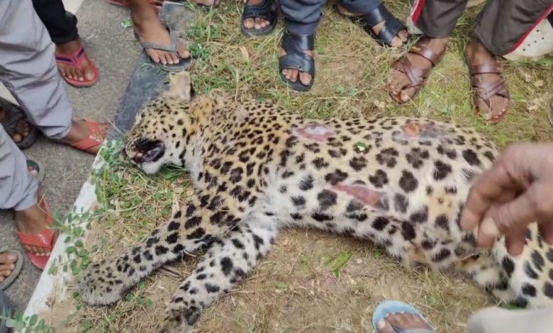 There was a stir after the body of a leopard was found on the road