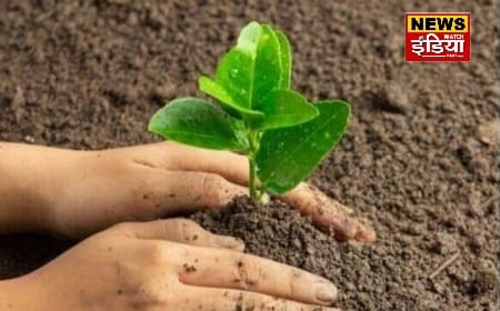 Uttar Pradesh is leading in the campaign 'Ek Ped Maa Ke Naam', it became number one by planting 26.5 crore saplings