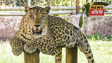 Terror of Leopard in Tehri: Terror of leopard in Tehri, turned innocent child playing in the courtyard into a morsel, anger and panic among villagers.