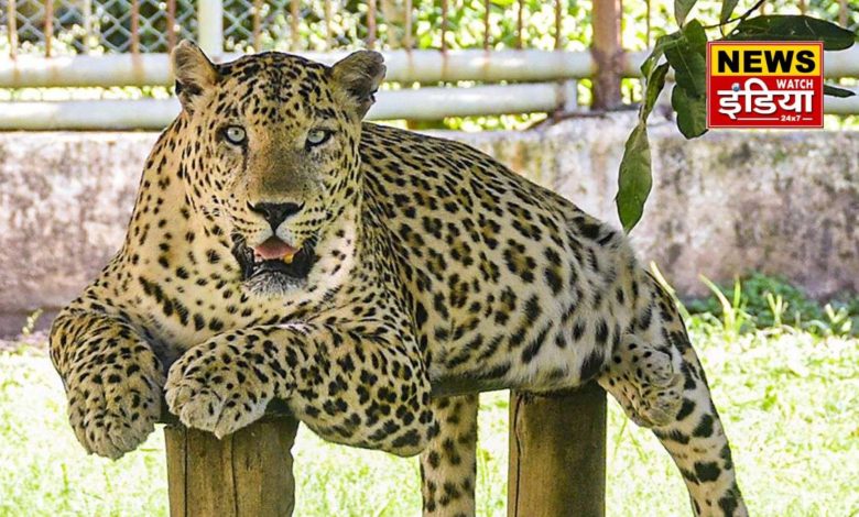 Terror of Leopard in Tehri: Terror of leopard in Tehri, turned innocent child playing in the courtyard into a morsel, anger and panic among villagers.